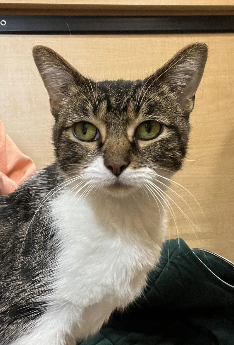 An adult medium-sized female Domestic Short Hair cat named Anne for adoption in Wheaton, IL