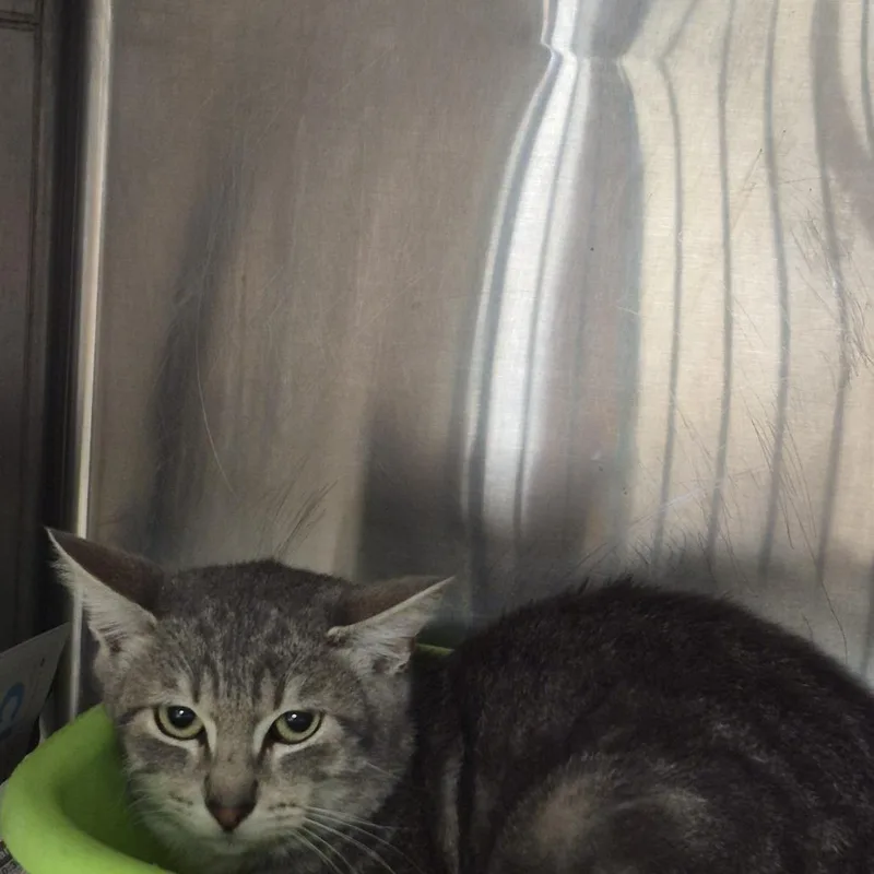 Mr. Grey thumbnail 2