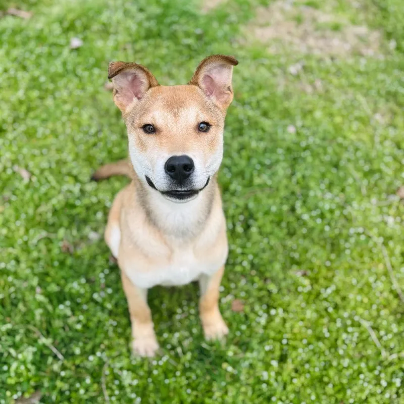 Sullivan thumbnail 3