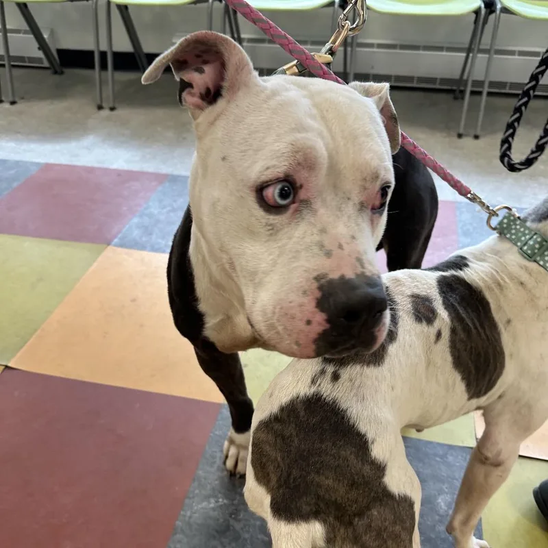 Carter Woolums thumbnail 3