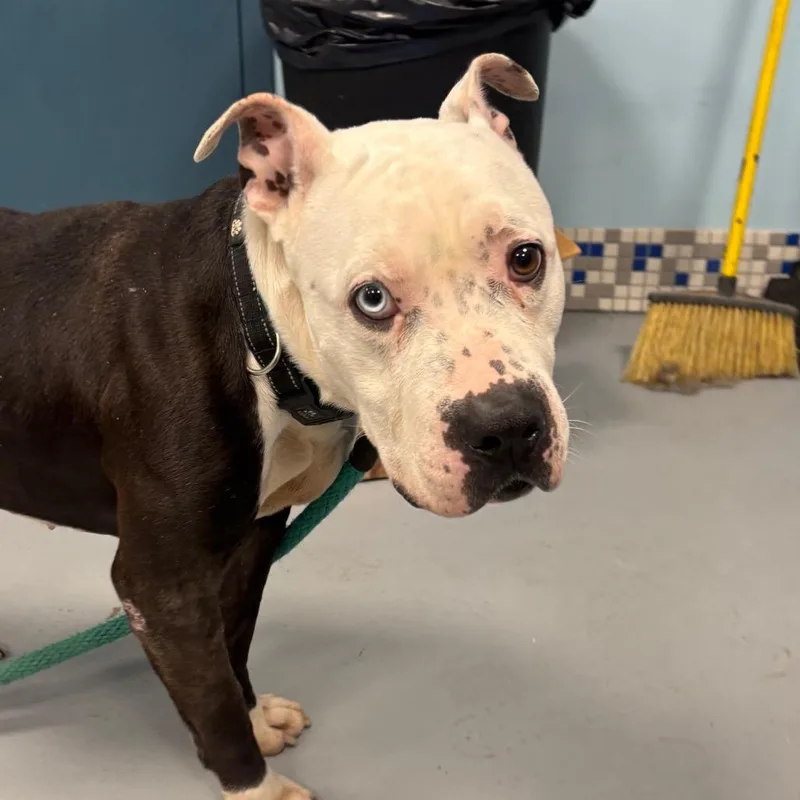 Carter Woolums thumbnail 4