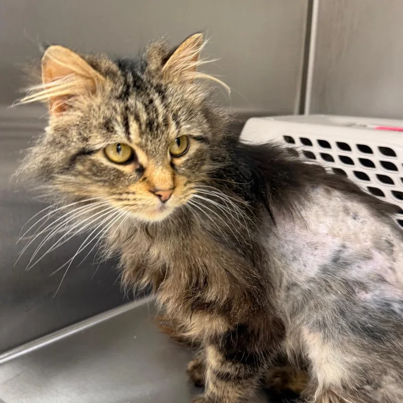 Babycakes thumbnail 2