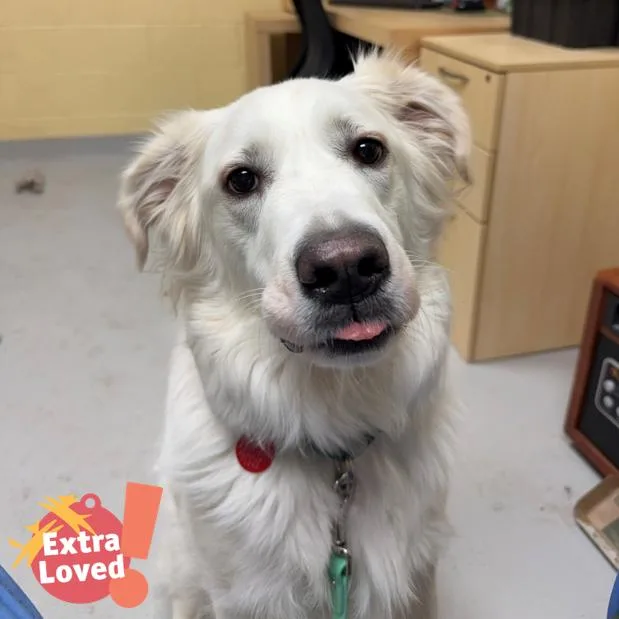 Cheyenne thumbnail 2