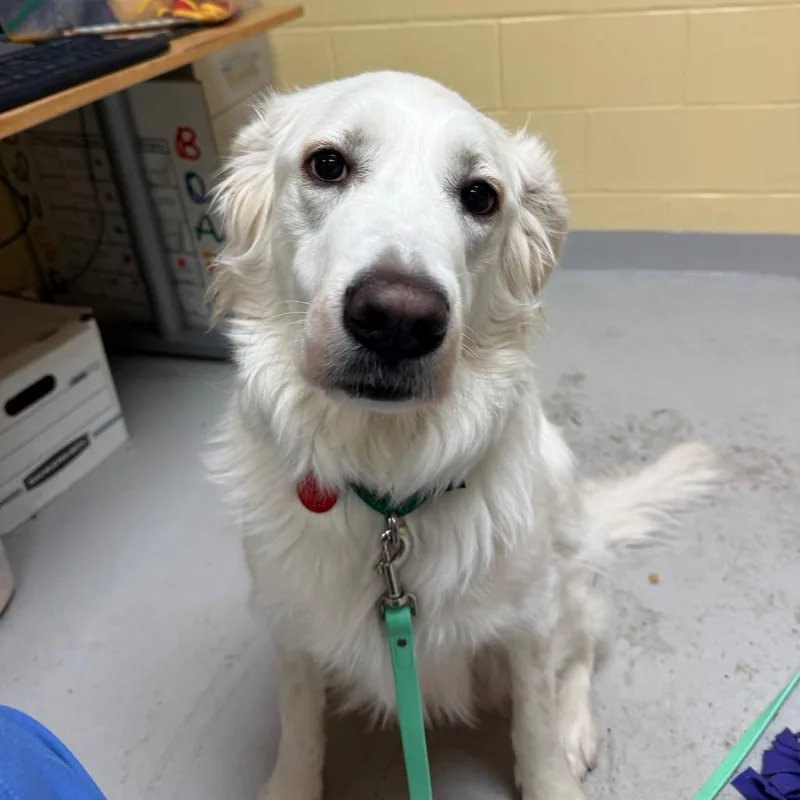 Cheyenne thumbnail 4