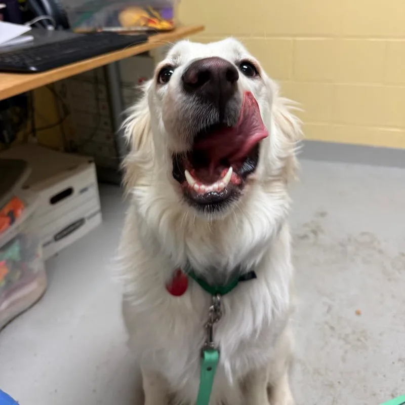 Cheyenne thumbnail 6