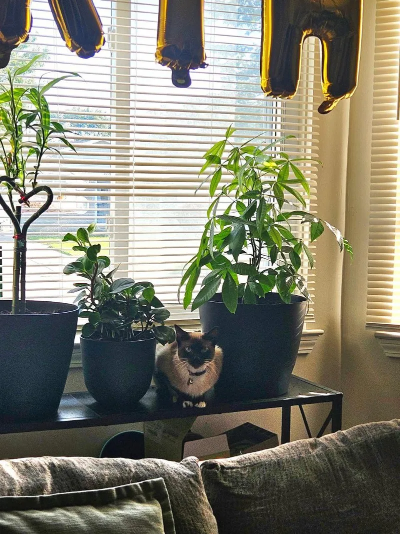 Cinnamon thumbnail 2