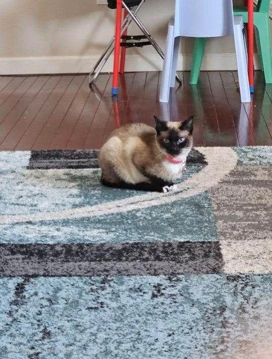 Cinnamon thumbnail 3