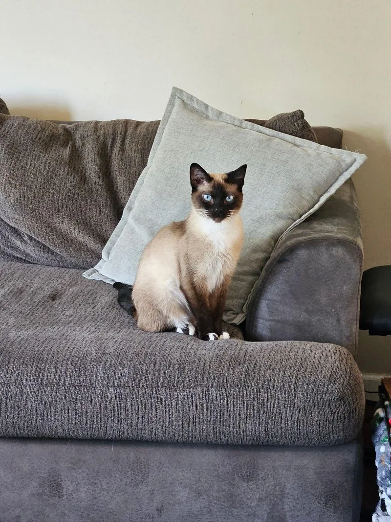 Cinnamon thumbnail 4