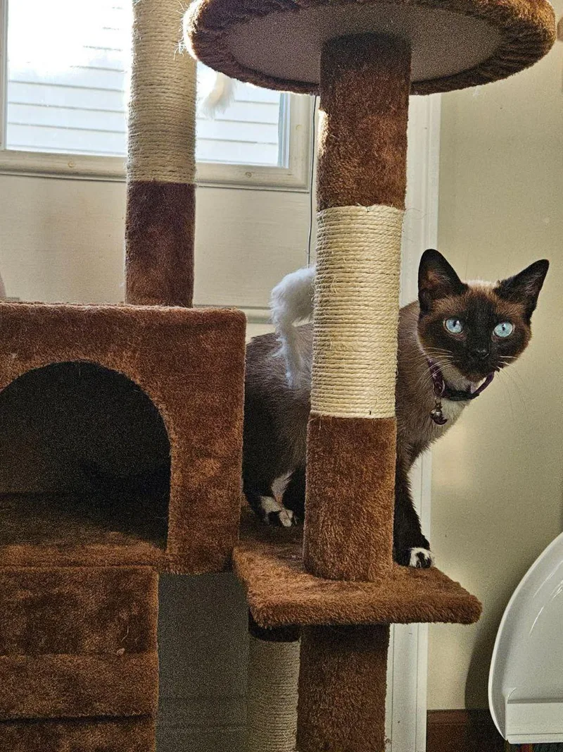 Cinnamon thumbnail 6