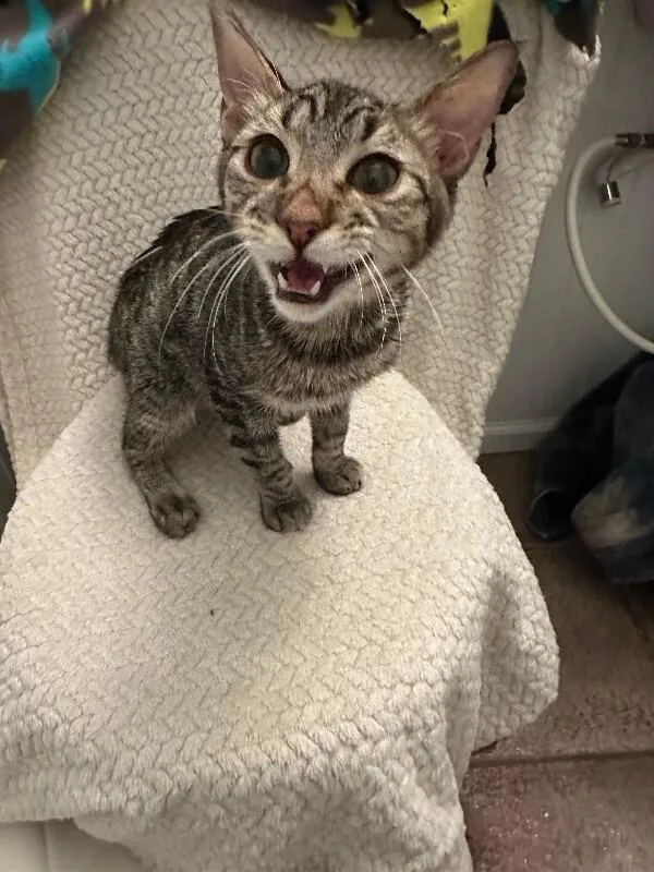 Poseidon thumbnail 4