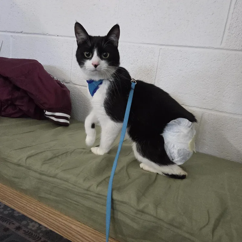 Potato Salad thumbnail 2