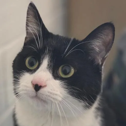 Potato Salad thumbnail 3