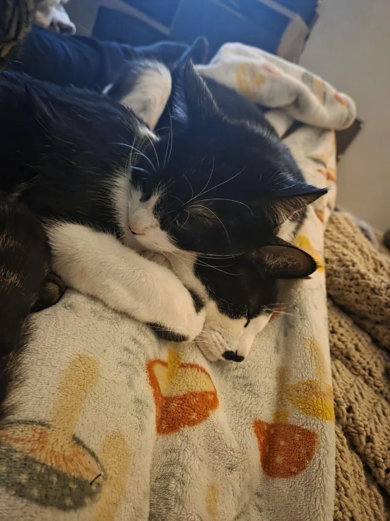 Potato Salad thumbnail 4