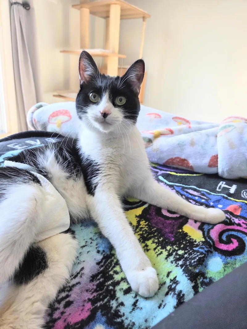 Potato Salad thumbnail 5