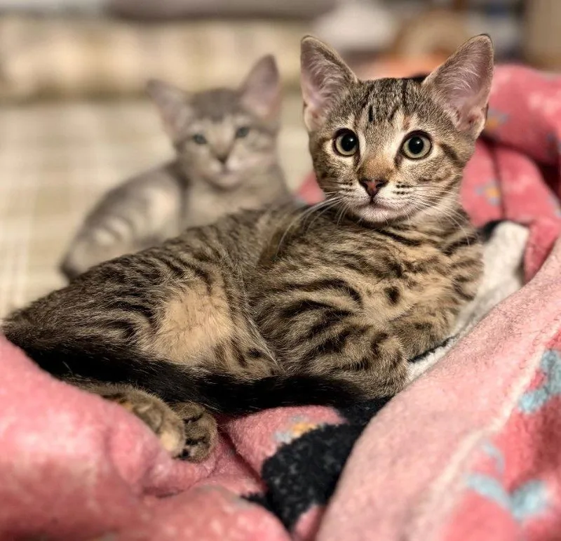 Juliet Hemingway And Romeopetsmart thumbnail 2