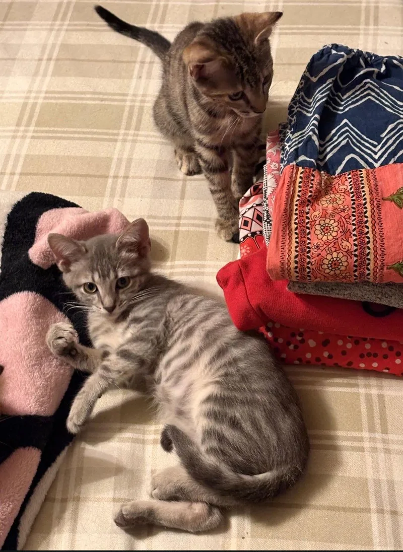 Juliet Hemingway And Romeopetsmart thumbnail 3