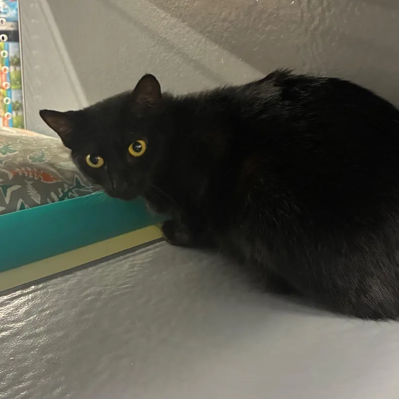 Dunkaroo thumbnail 2