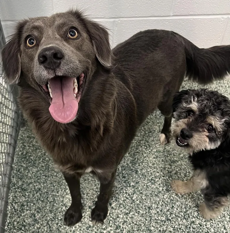 Bonded Pair Feebee & thumbnail 3