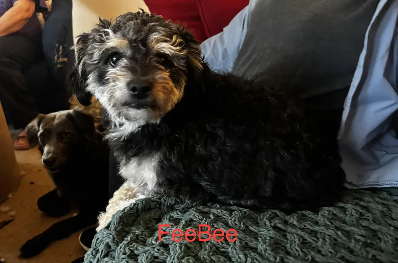 Bonded Pair Feebee & thumbnail 4