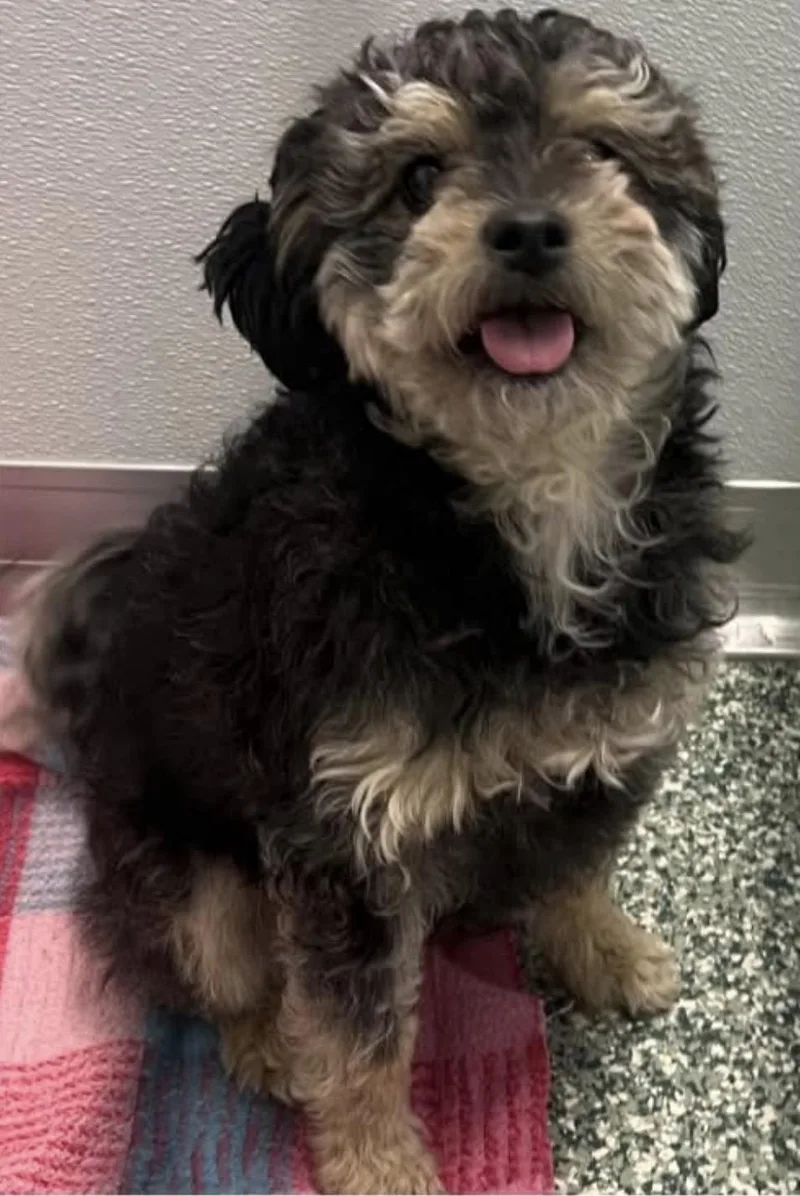 Bonded Pair Feebee & thumbnail 5