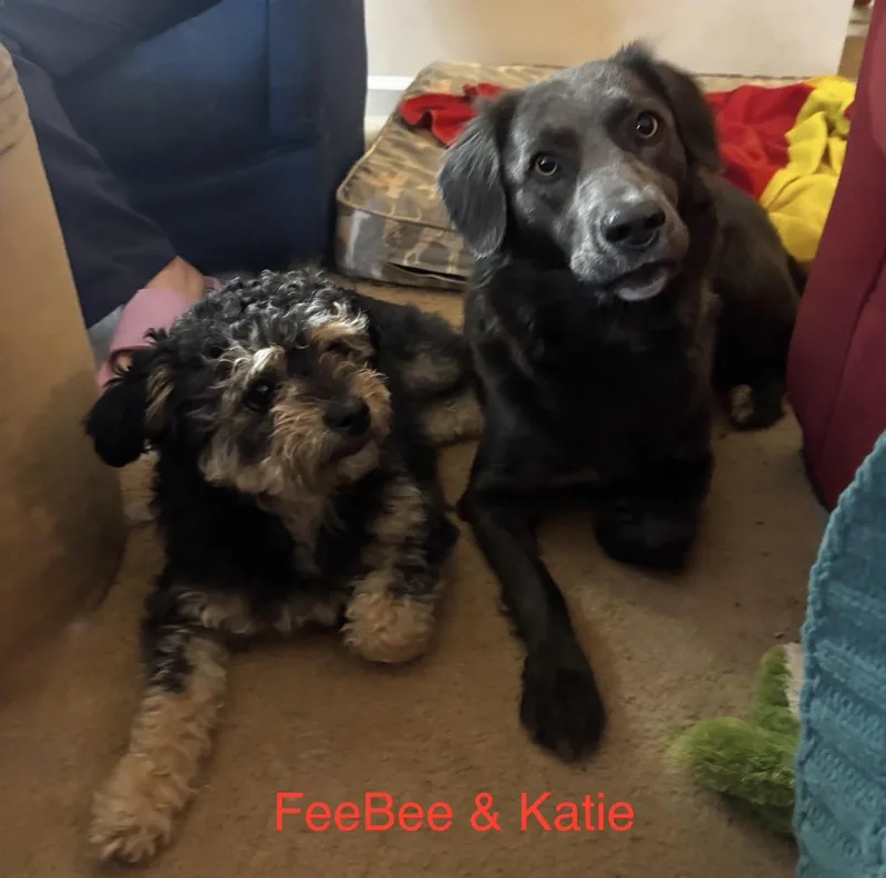 Bonded Pair Feebee &
