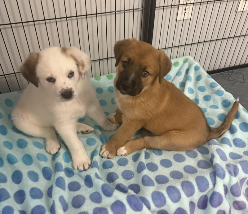 Claussen thumbnail 2