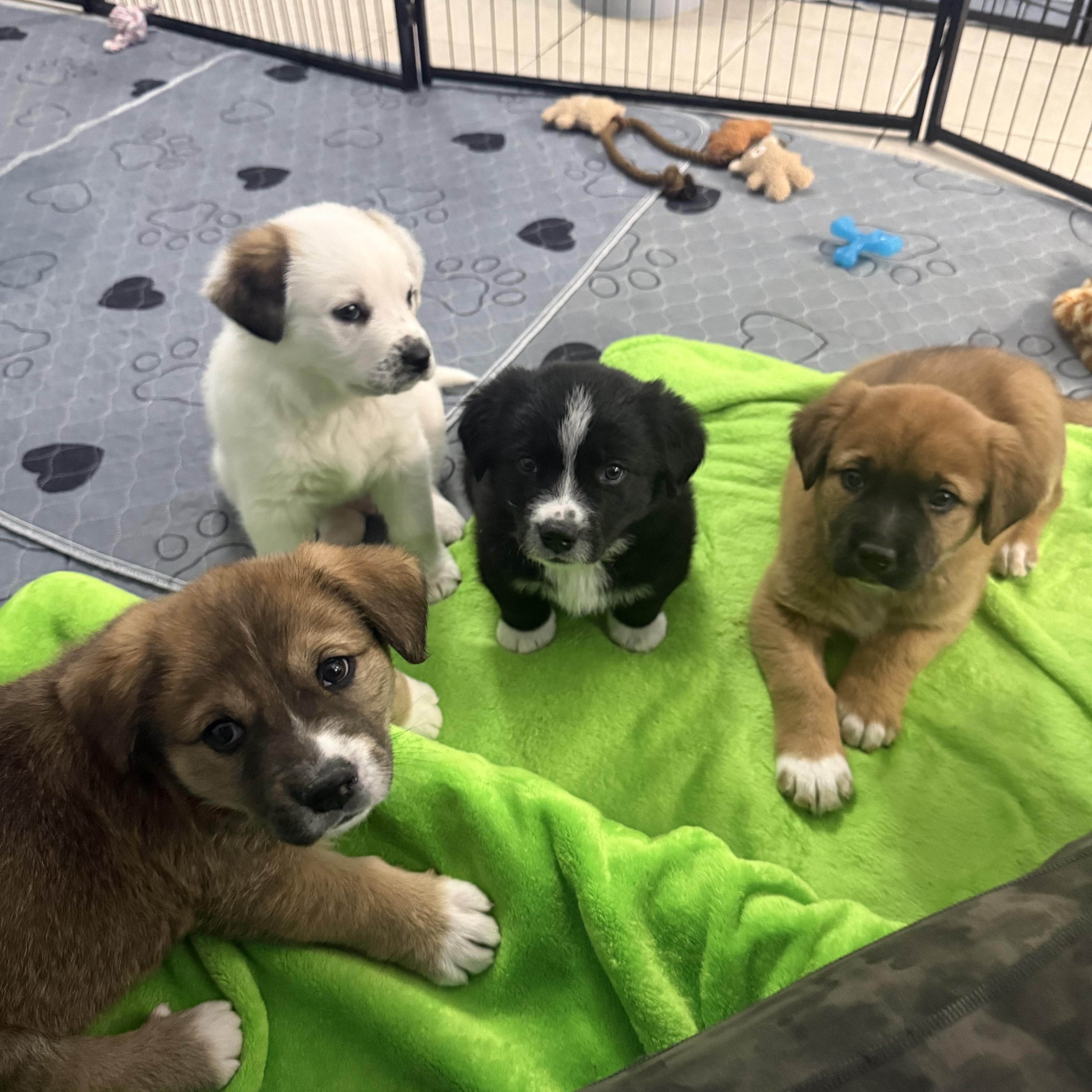 Claussen thumbnail 4