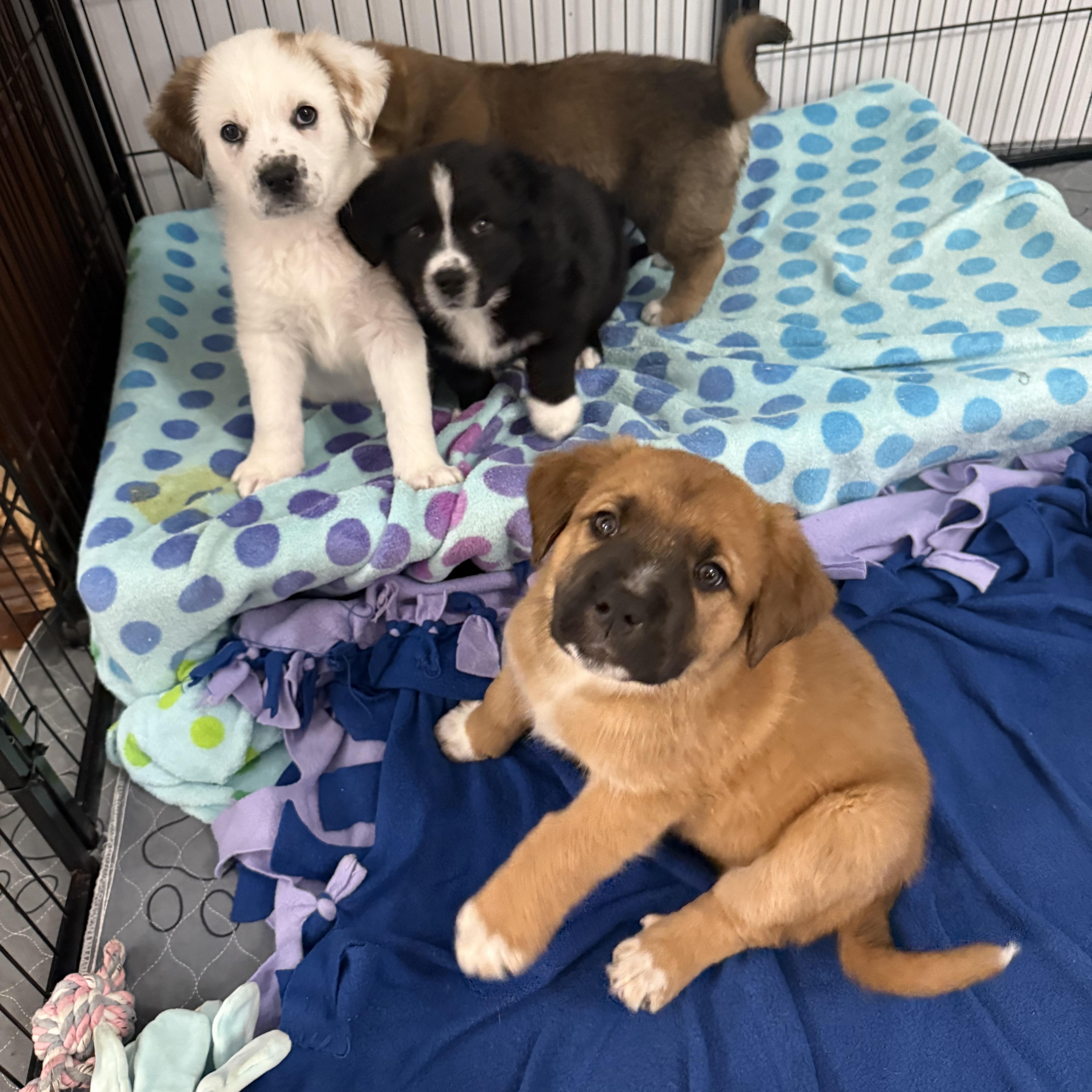 Claussen thumbnail 5