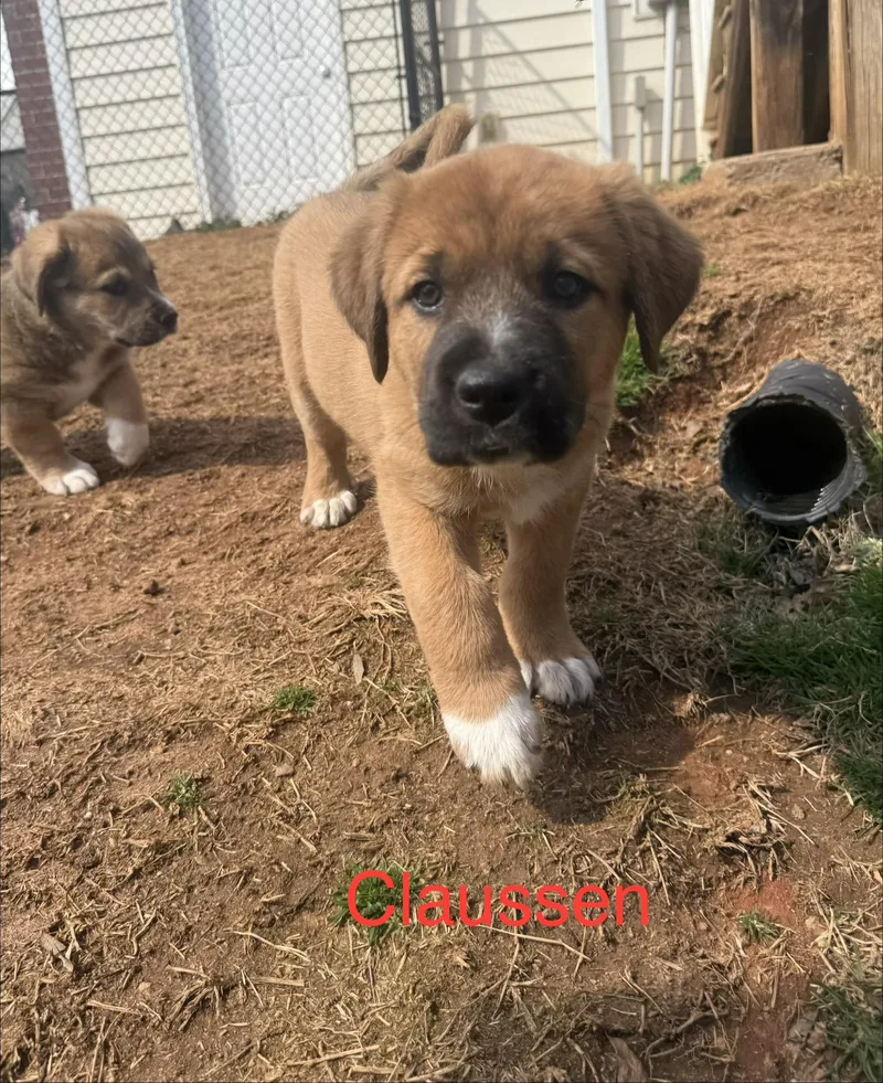 Claussen thumbnail 6