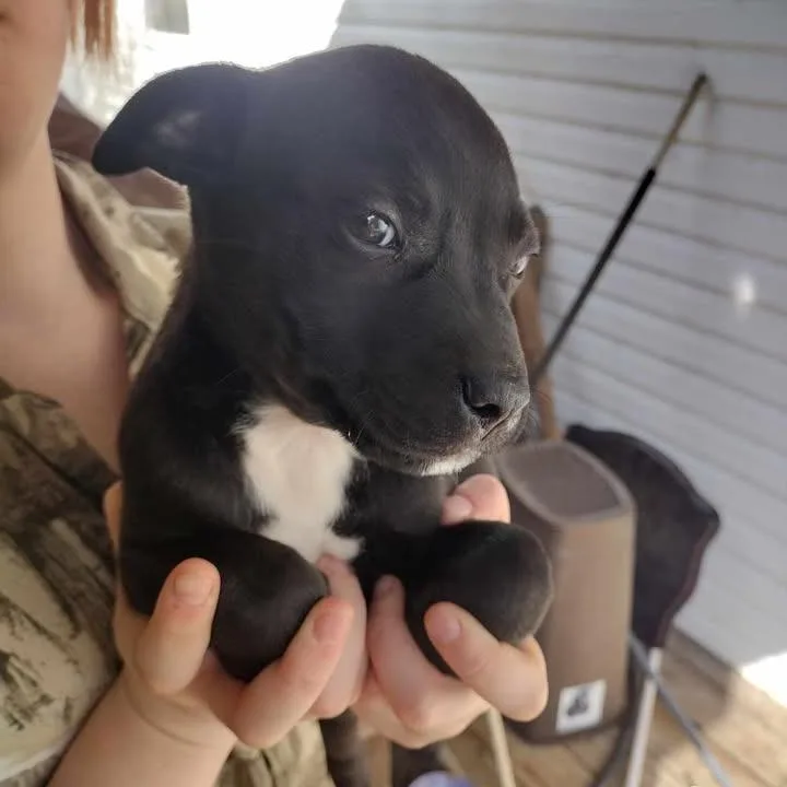 Cowboy A thumbnail 2