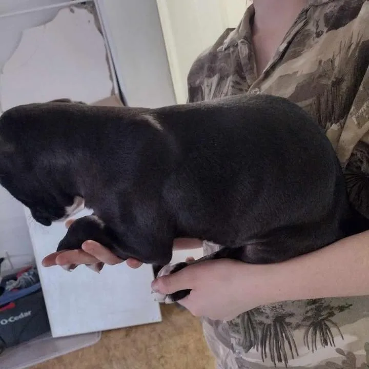 Roscoe A thumbnail 2