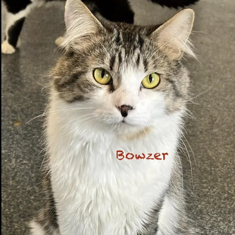 Bowzer