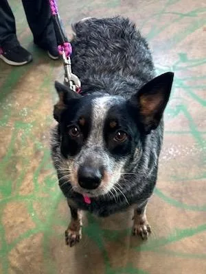 Reba Heeler