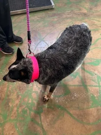 Reba Heeler thumbnail 2