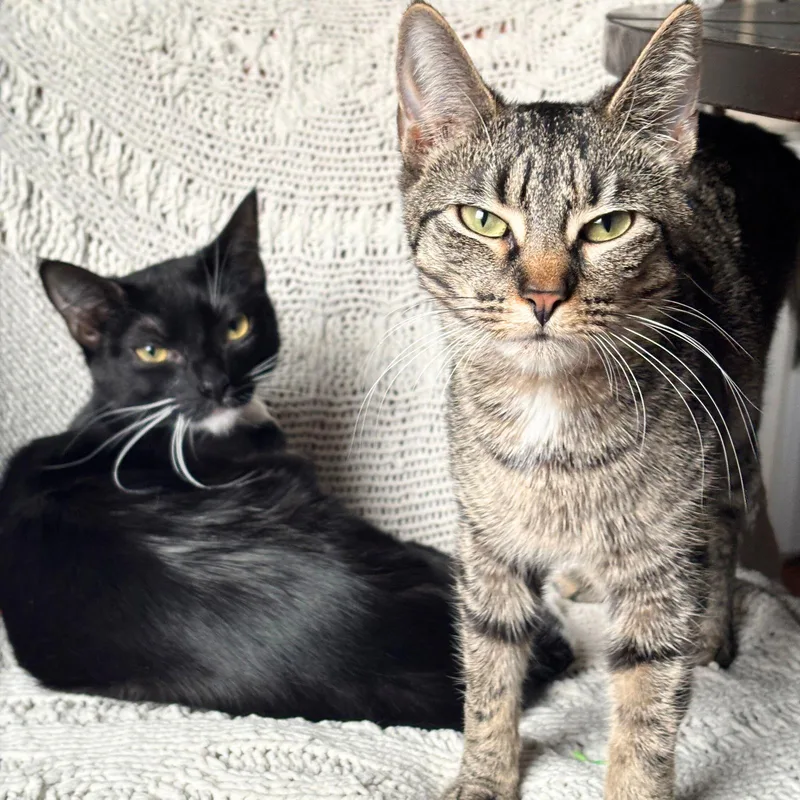 Maelle & Lune thumbnail 2