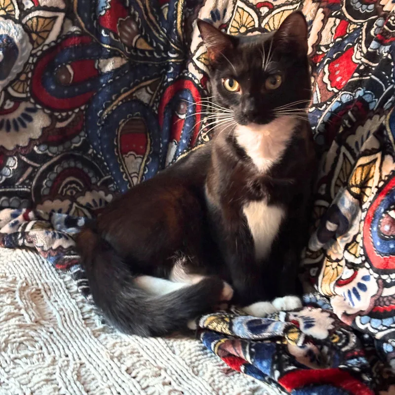 Maelle & Lune thumbnail 3