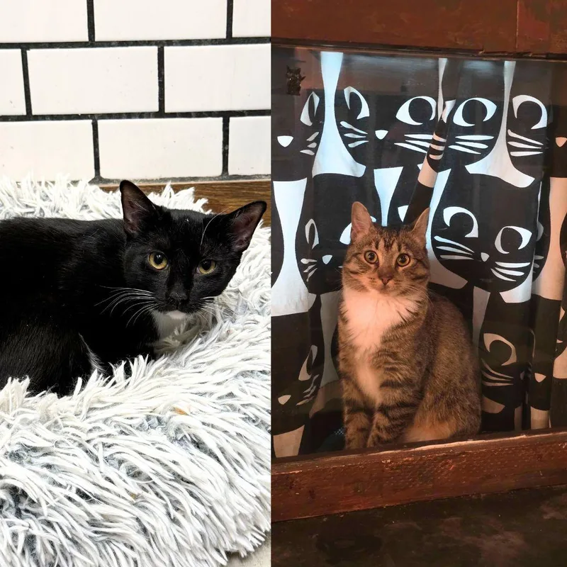 Vel & Vita thumbnail 2