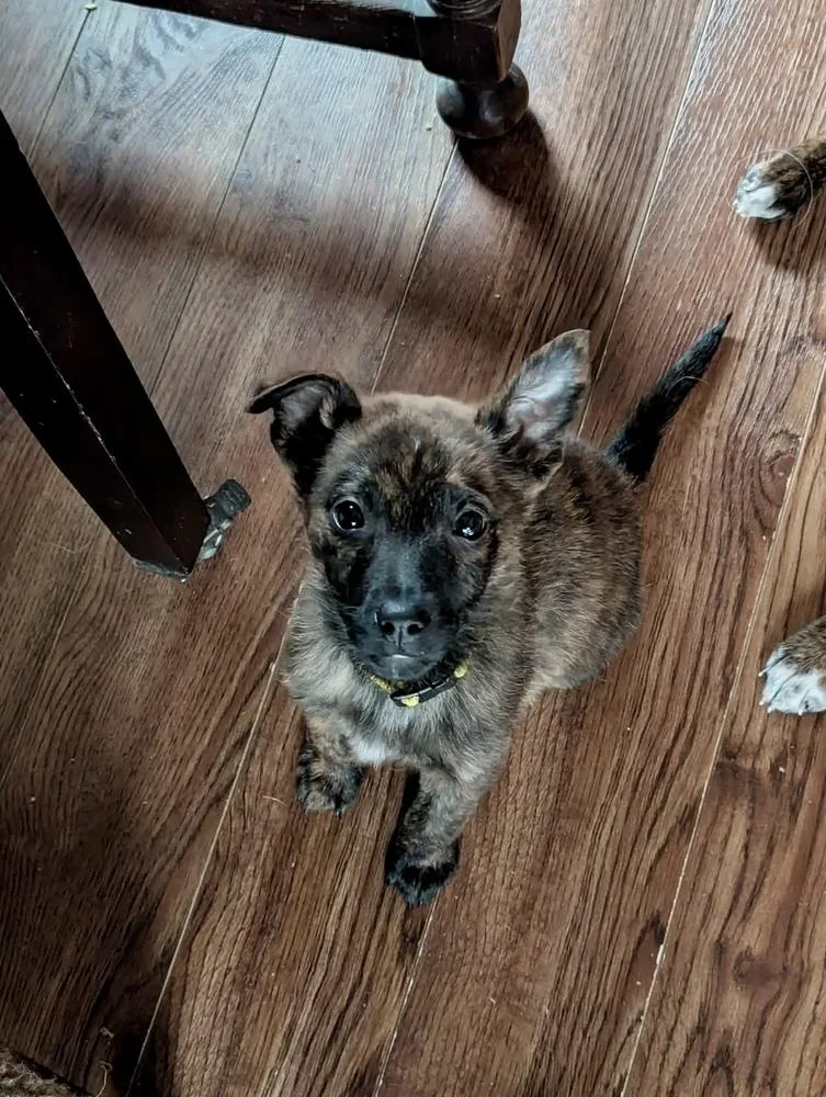 Sir Romeo thumbnail 2