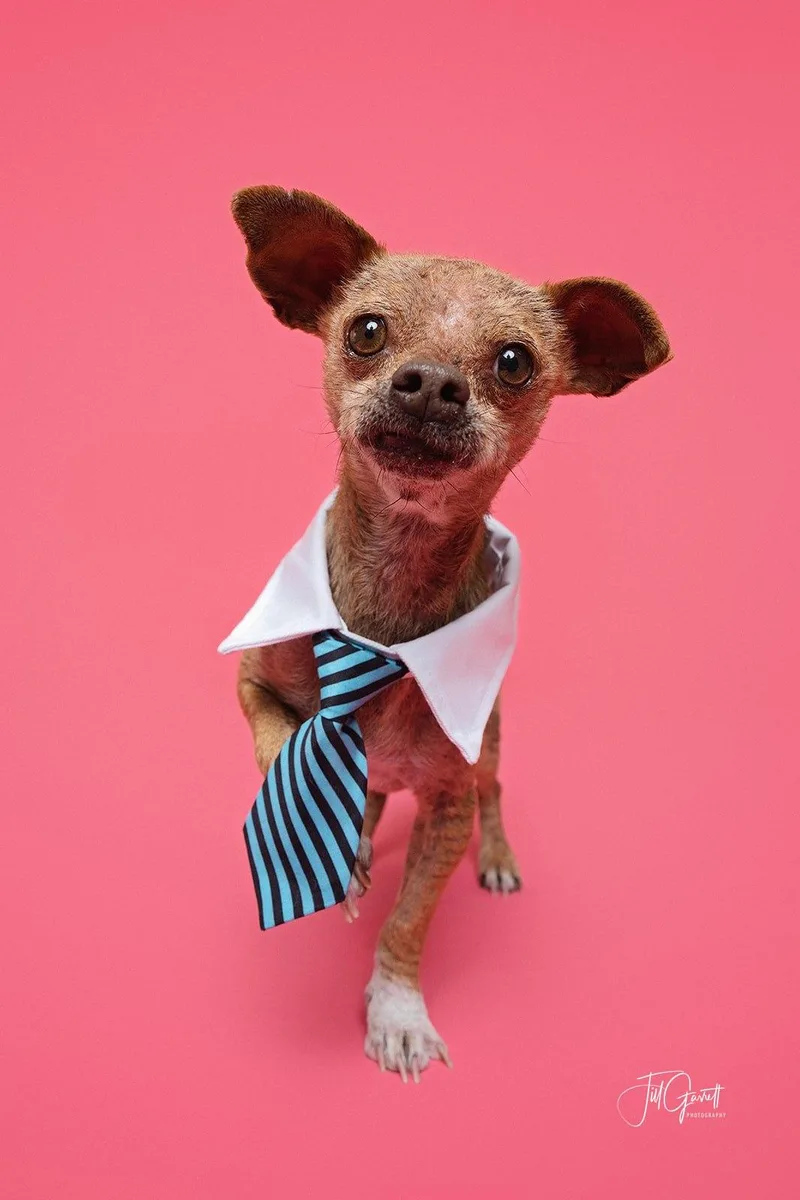 Freddy The Sweetest Snuggler thumbnail 4