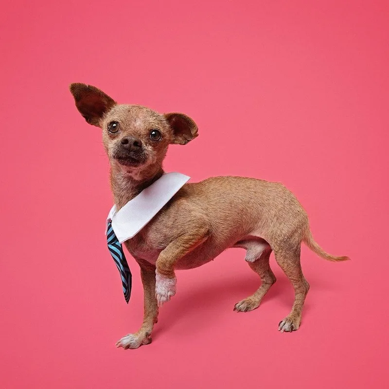 Freddy The Sweetest Snuggler