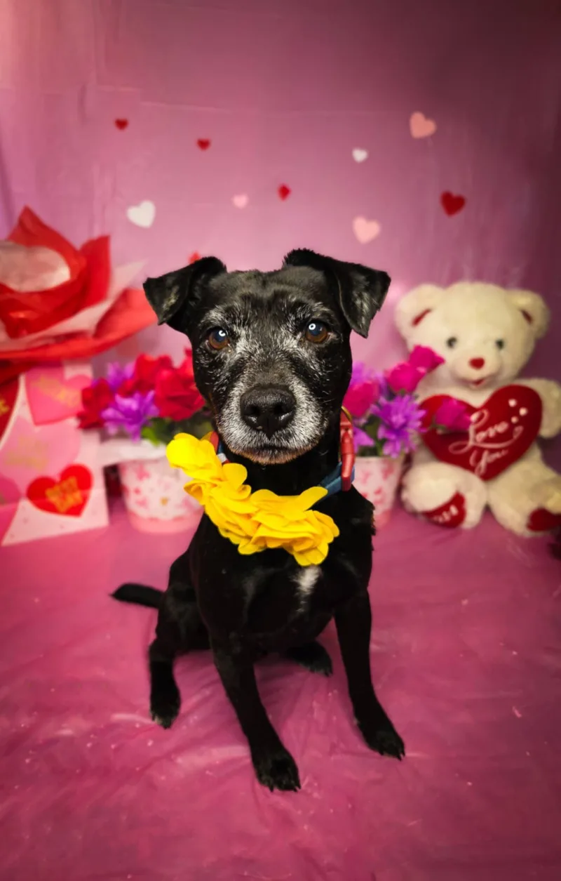 Ollie The Og thumbnail 2