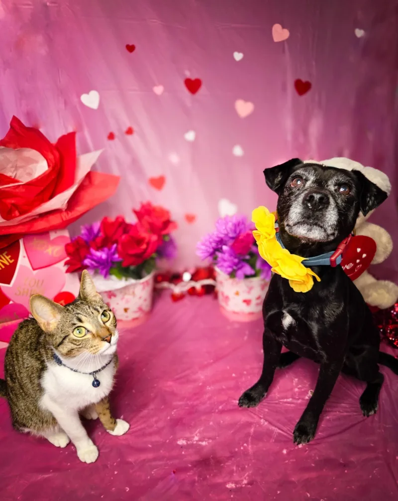 Ollie The Og thumbnail 4