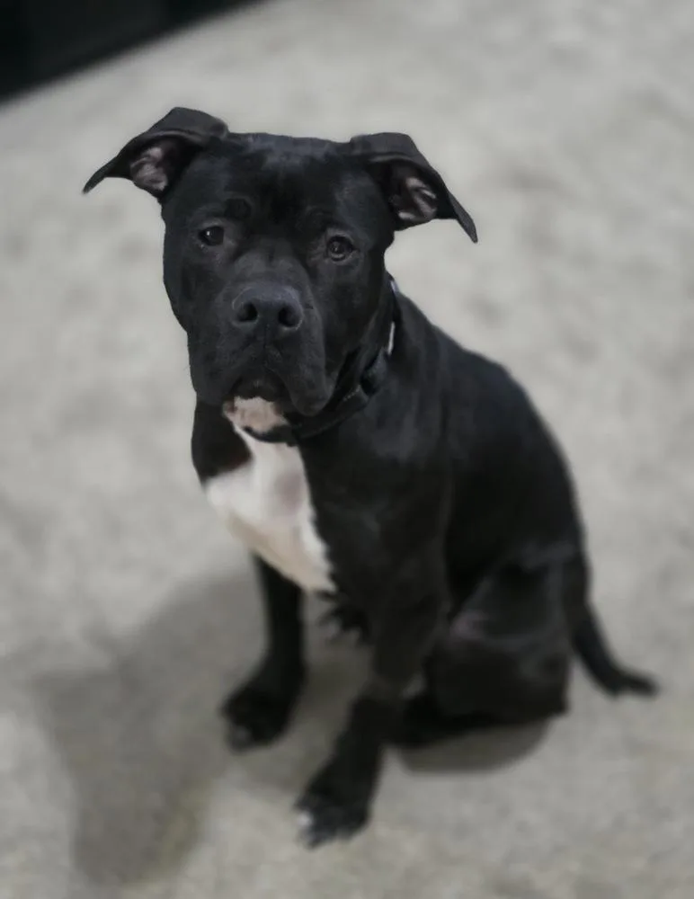 Sweet Stella thumbnail 3