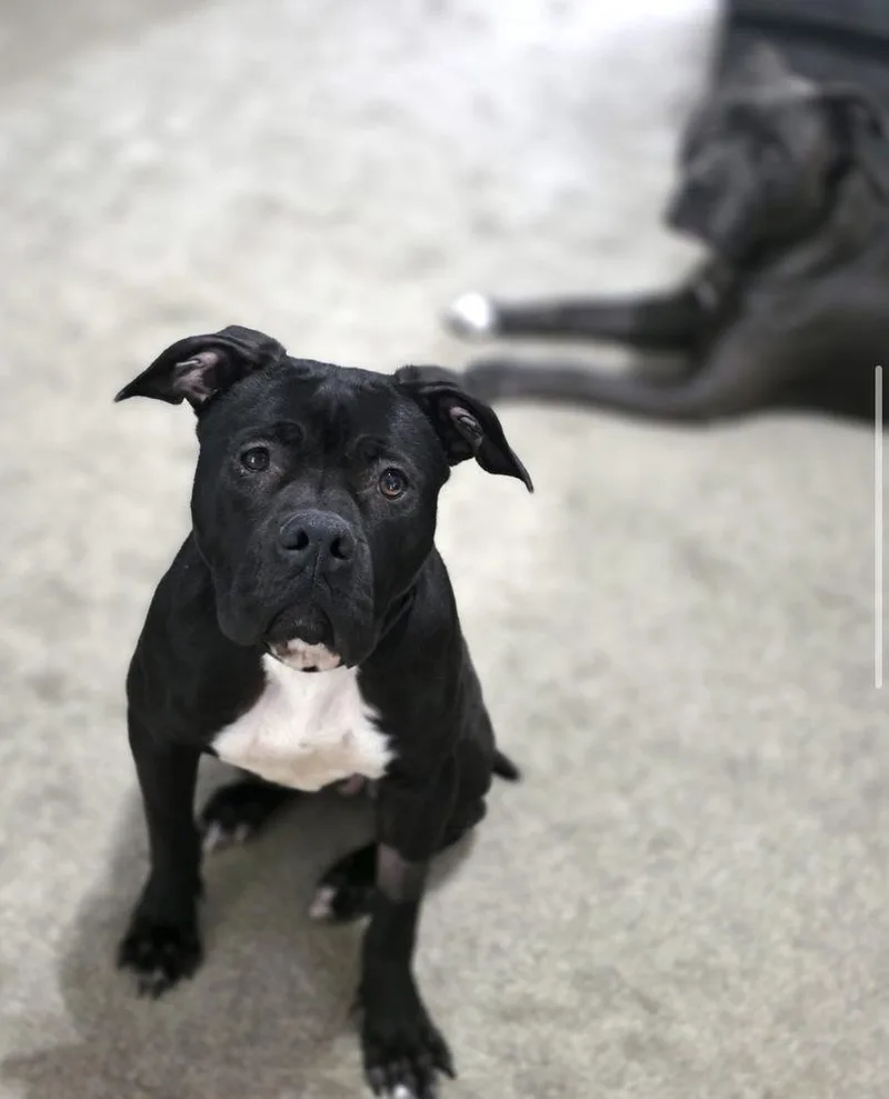 Sweet Stella thumbnail 4