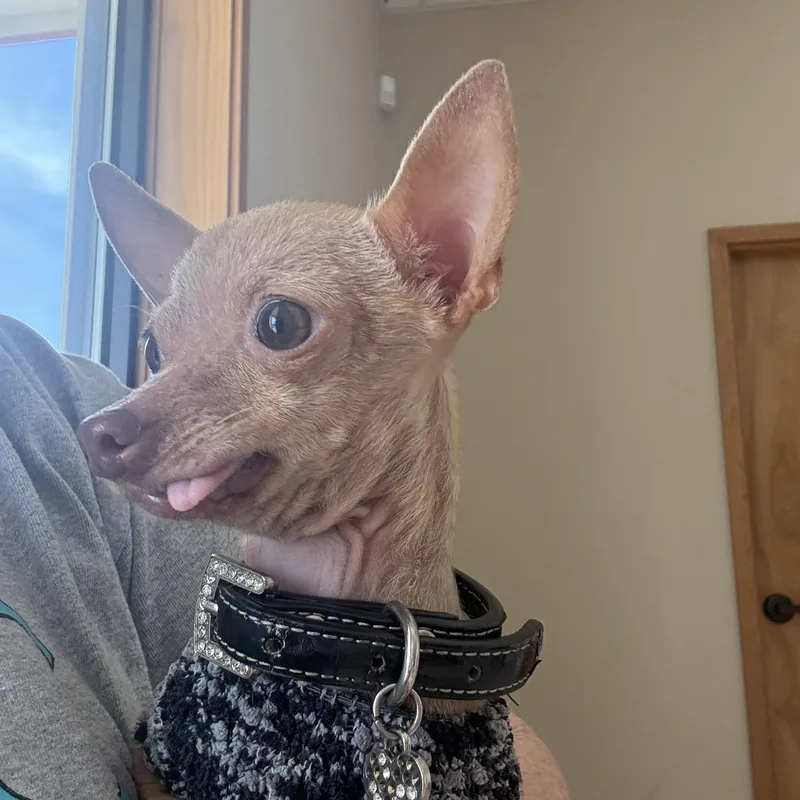 Pip Is . Pounds thumbnail 4