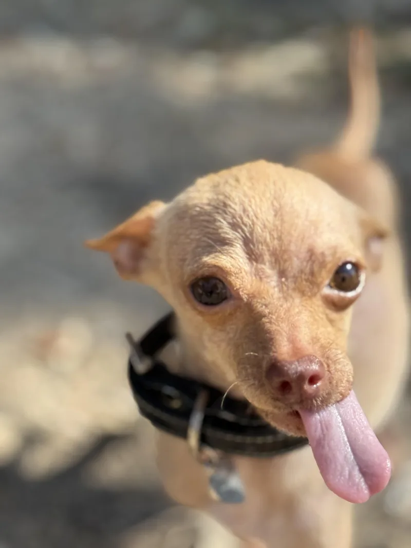 Pip Is . Pounds thumbnail 5