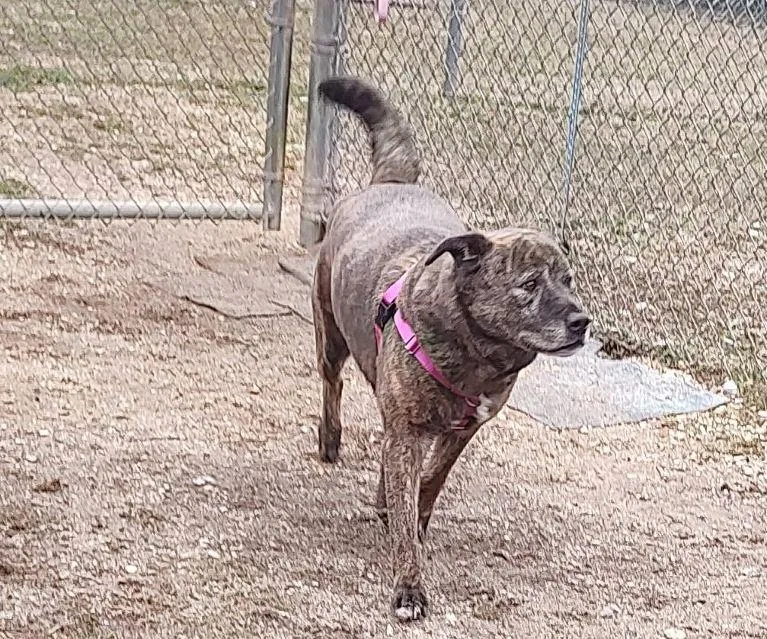 Mocha Java thumbnail 2