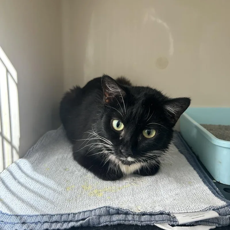 Longhorn thumbnail 2