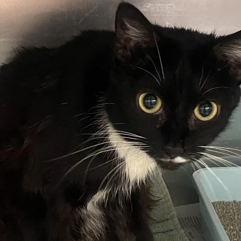 Longhorn thumbnail 3