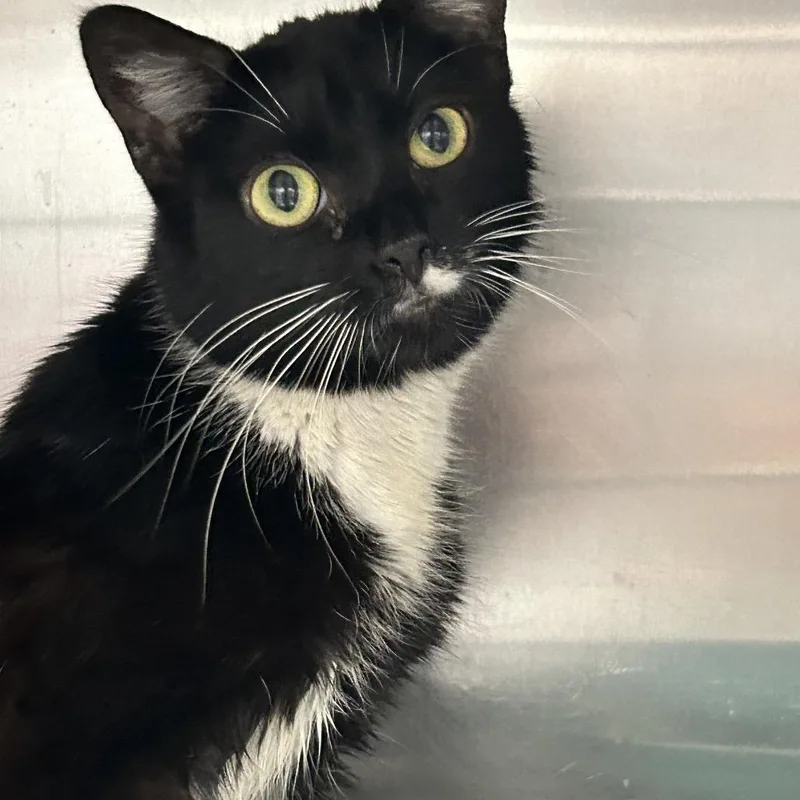 Longhorn thumbnail 4